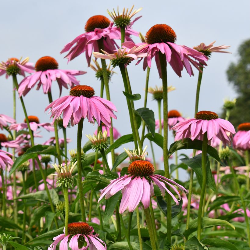Echinacea purpurea Magnus Seeds - Purple Coneflower (Plant habit)