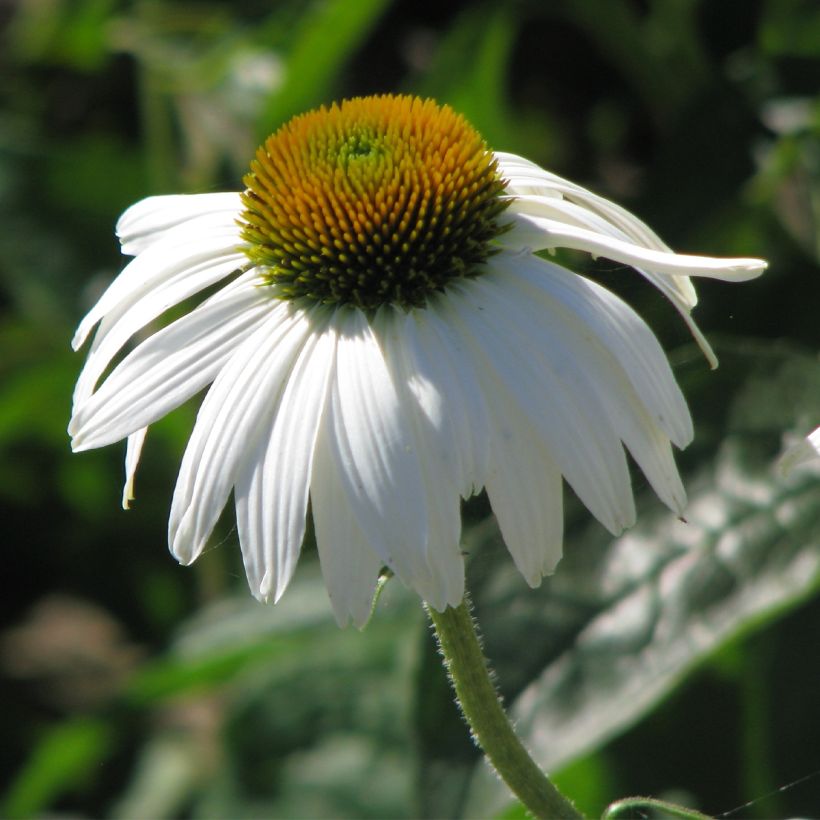 Echinacea purpurea White Swan - Purple Coneflower (Flowering)