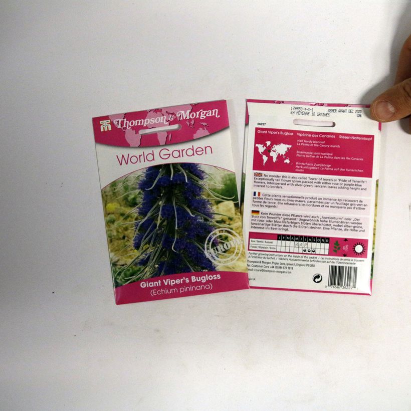 Example of Echium pininana Seeds - Tower of Jewels per pack of 10 seeds specimen as delivered