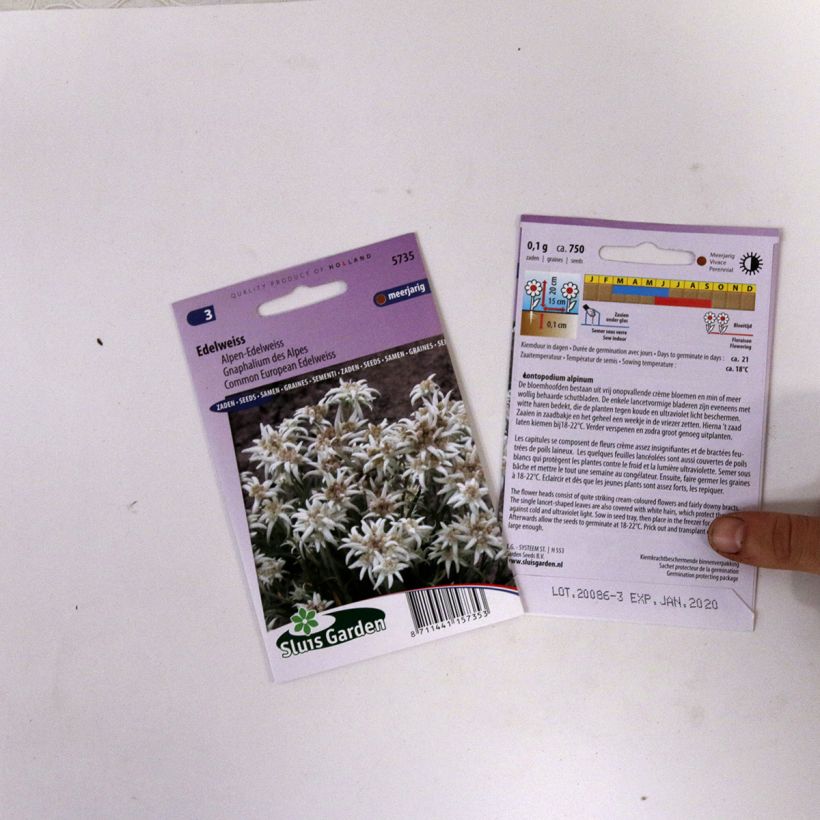 Example of Edelweiss Seeds - Leontopodium alpinum specimen as delivered