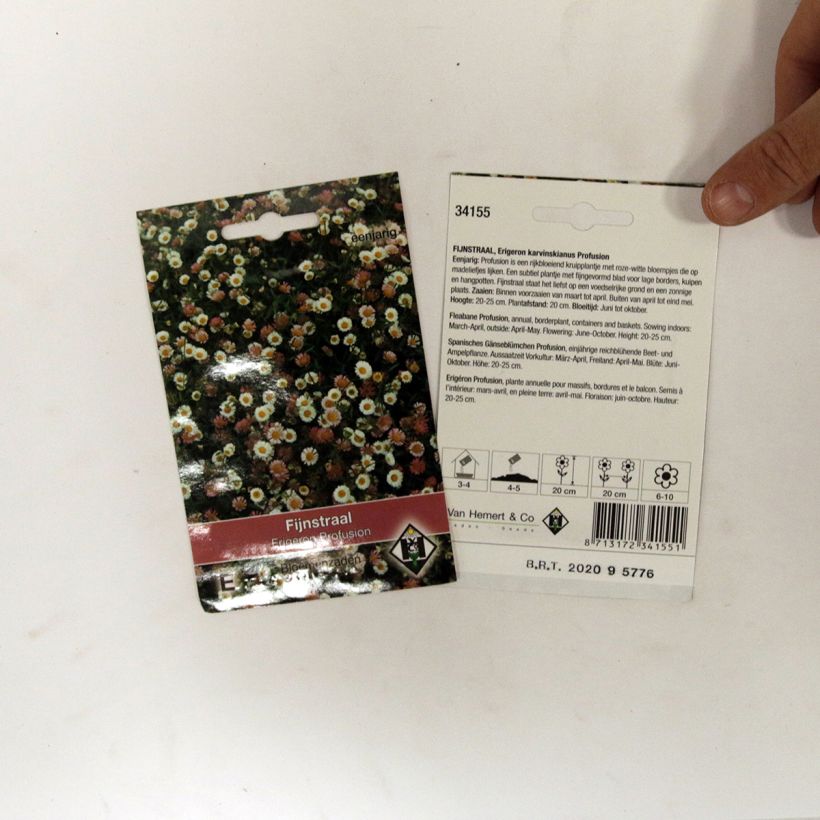 Example of Erigeron karvinskianus Profusion Seeds - Mexican Daisy specimen as delivered