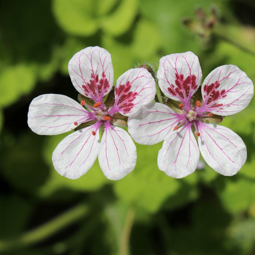 Erodium pelargoniflorum Sweetheart Seeds - Storksbill (Flowering)