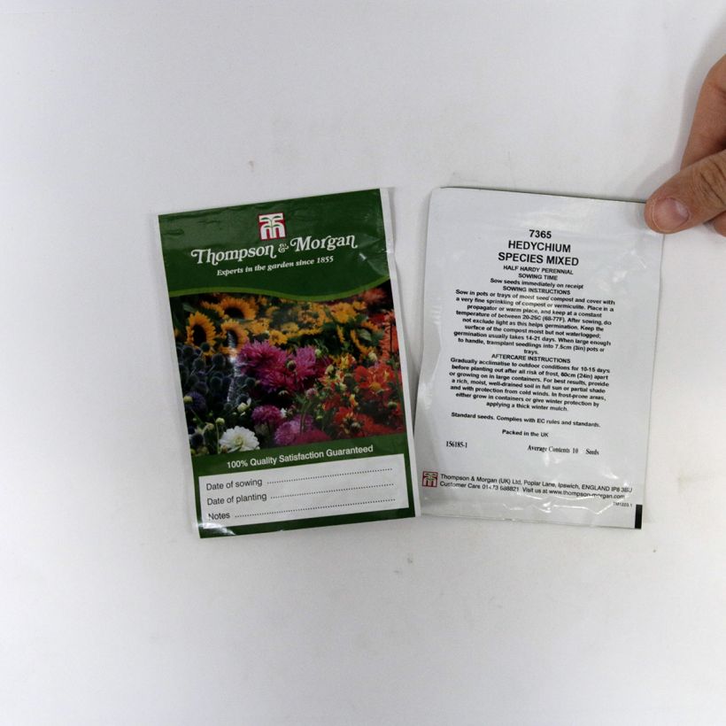 Example of Hedychium gardnerianum Species Mixed Seeds per pack of 10 seeds specimen as delivered