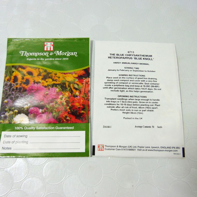 Example of Heteropappus meyendorffii Blue Knoll - Blue Chrysanthemum per pack of 50 seeds specimen as delivered