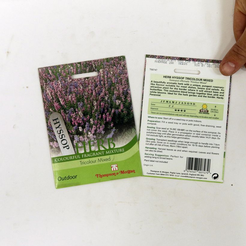 Example of Hyssop Tricolour Mixed seeds - Hyssopus officinalis per pack of 200 seeds specimen as delivered