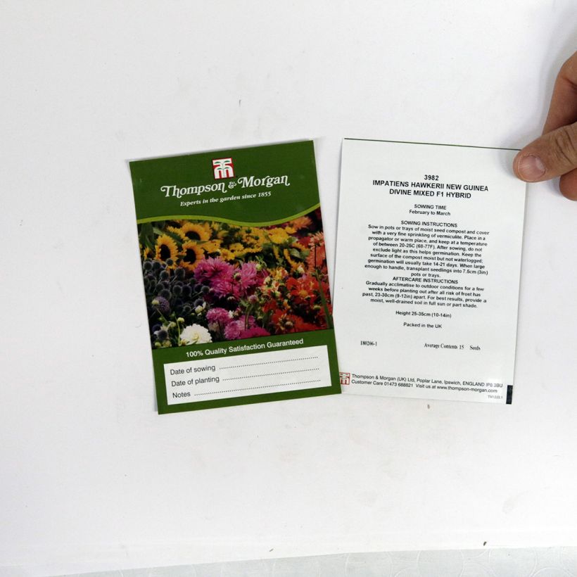 Example of Impatiens hawkeri Divine Mixed - New Guinea Impatiens per pack of 15 seeds specimen as delivered