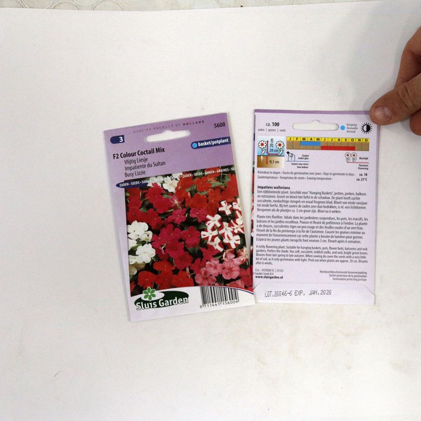 Example of Impatiens walleriana F2 Colour Cocktail Mix - Busy Lizzie per pack of 100 seeds (0,07g) specimen as delivered