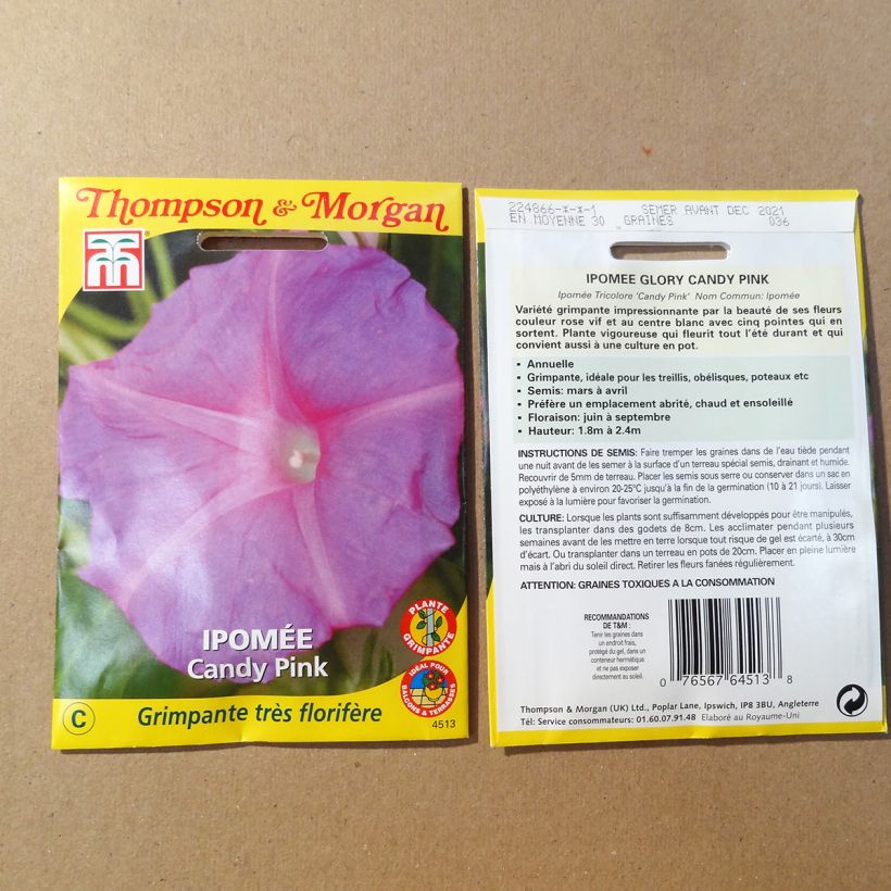 Example of Ipomoea purpurea - Morning Glory Candy Pink Seeds per 1.5 g seed pack specimen as delivered