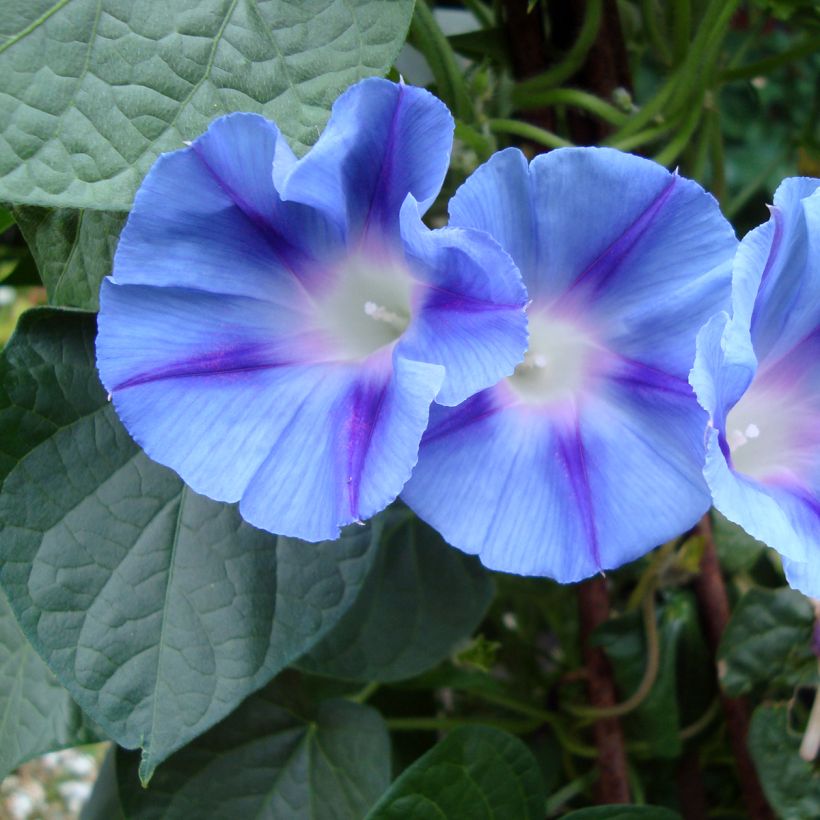 Ipomoea purpurea - Morning Glory Dacapo Light Blue Seeds (Flowering)