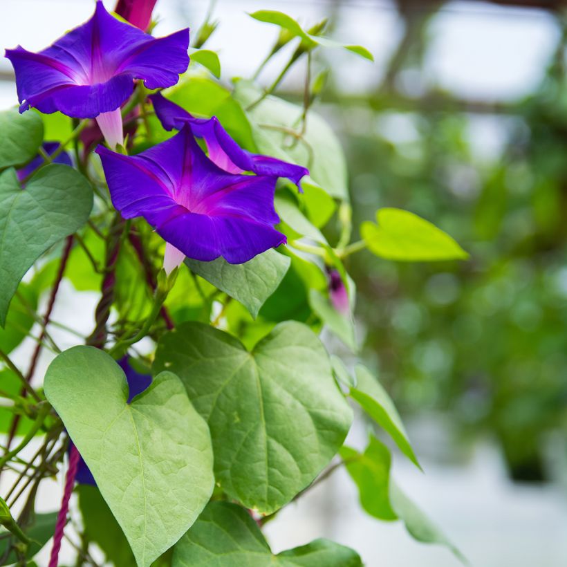 Ipomoea purpurea - Morning Glory Grandpa Ott Seeds (Foliage)