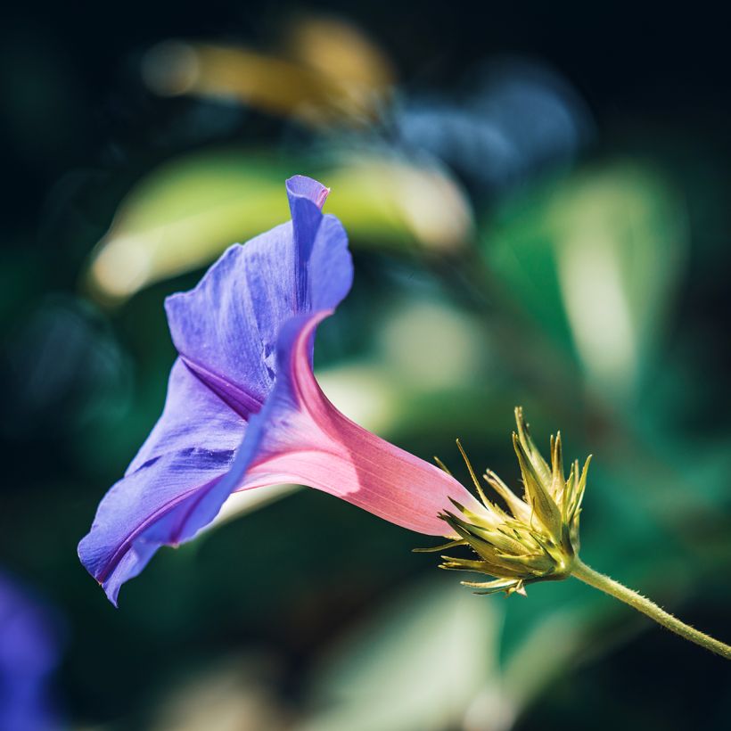 Ipomoea purpurea - Morning Glory Grandpa Ott Seeds (Flowering)