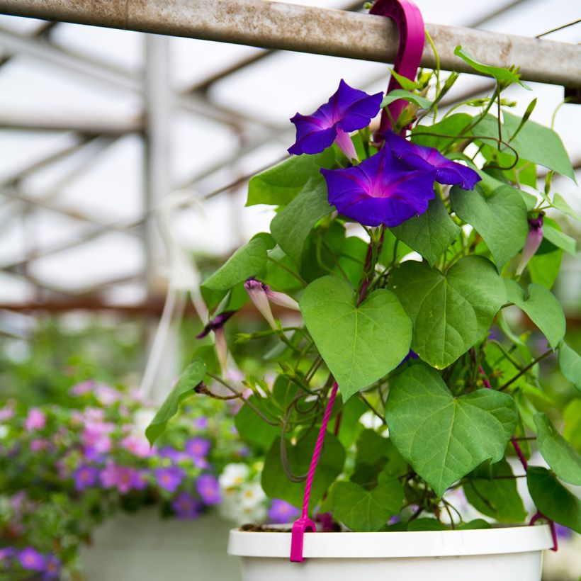 Ipomoea purpurea - Morning Glory Grandpa Ott Seeds (Plant habit)