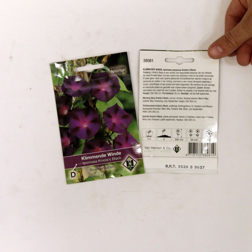Example of Ipomoea purpurea - Morning Glory Kniolas Black Seeds specimen as delivered
