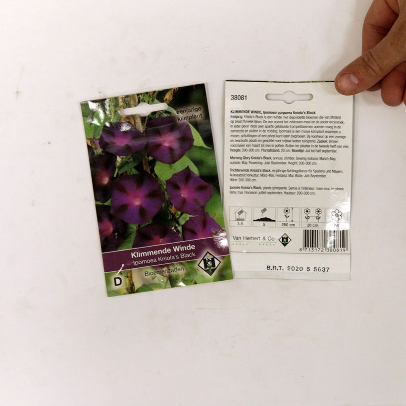 Example of Ipomoea purpurea - Morning Glory Kniolas Black Seeds per pack of 80 seeds (2g) specimen as delivered