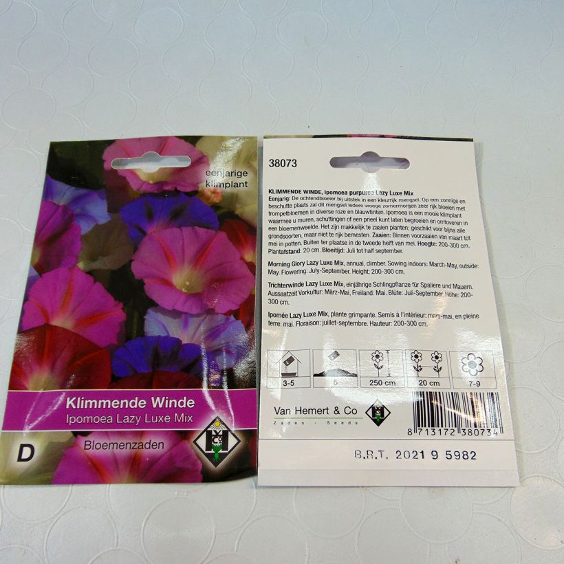 Example of Ipomoea purpurea - Morning Glory Lazy Luxe Seeds specimen as delivered
