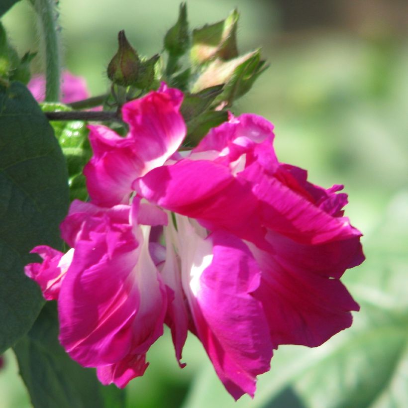 Ipomoea imperialis - Morning Glory Sunrise Serenade Seeds (Flowering)