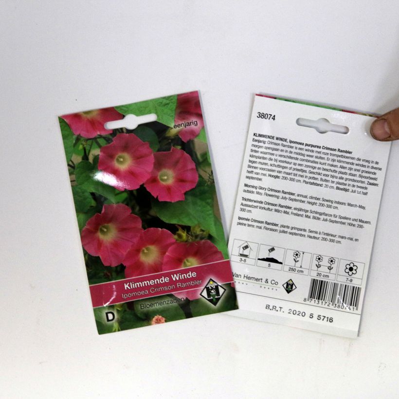 Example of Ipomoea rubrocaerulea Crimson Rambler - Morning Glory seeds specimen as delivered