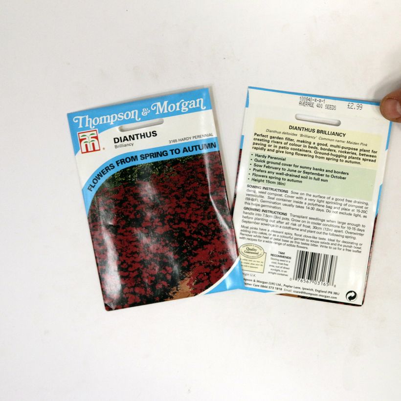 Example of Maiden Pink Brilliancy Seeds - Dianthus deltoïdes per pack of 400 seeds specimen as delivered