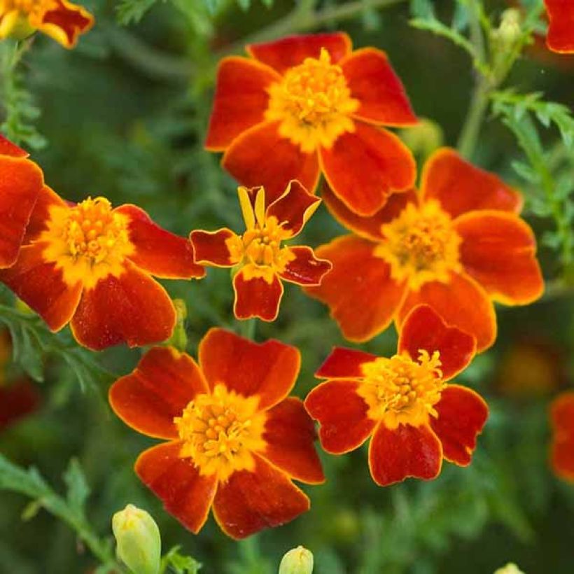 Seeds of Marigold Signet Paprika - Tagetes tenuifolia (Flowering)