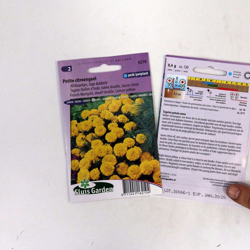 Example of French Marigold Petite Citroengeel Seeds - Tagetes patula specimen as delivered