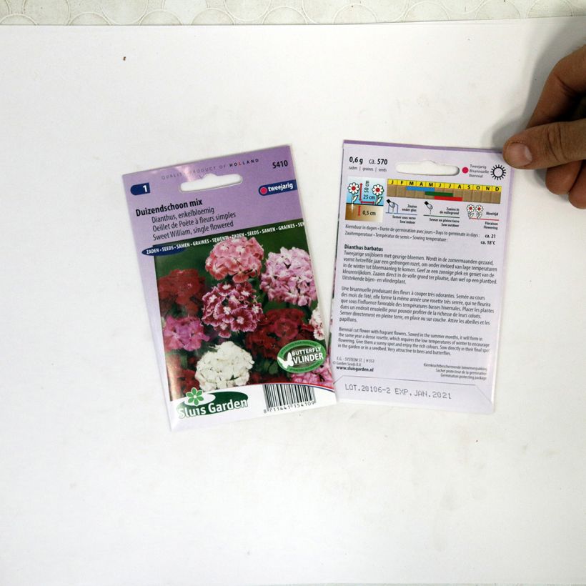 Example of Dianthus barbatus Mix specimen as delivered