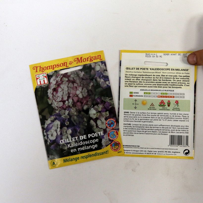 Example of Kaleidoscope Mixed Poets Eye seeds - Dianthus barbatus per pack of 40 seeds specimen as delivered