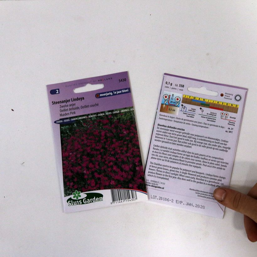 Example of Maiden Pink Lindoya Seeds - Dianthus deltoides specimen as delivered