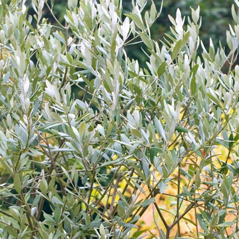 Olive Tree - Olea europaea (Foliage)
