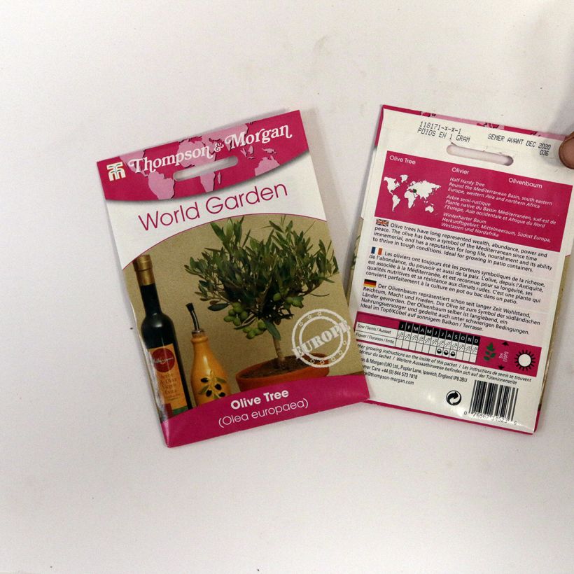 Example of Olive Tree - Olea europaea per pack of 25 seeds specimen as delivered