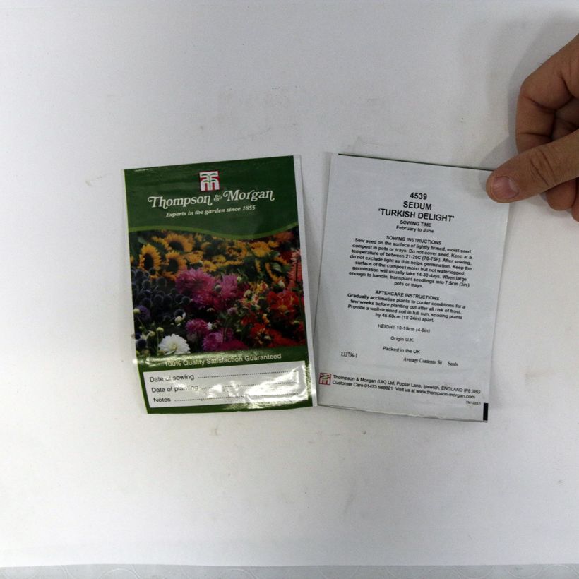 Example of Sedum ussuriense Turkish Delight - Stonecrop per pack of 50 seeds specimen as delivered