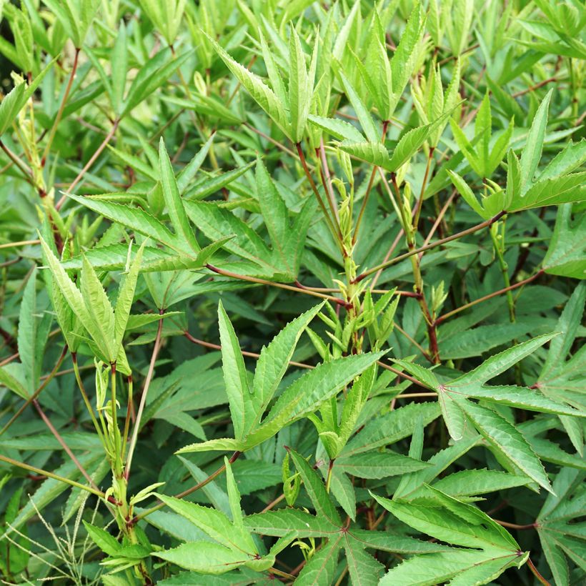 Hibiscus sabdariffa - Guinea Sorrel seeds (Foliage)