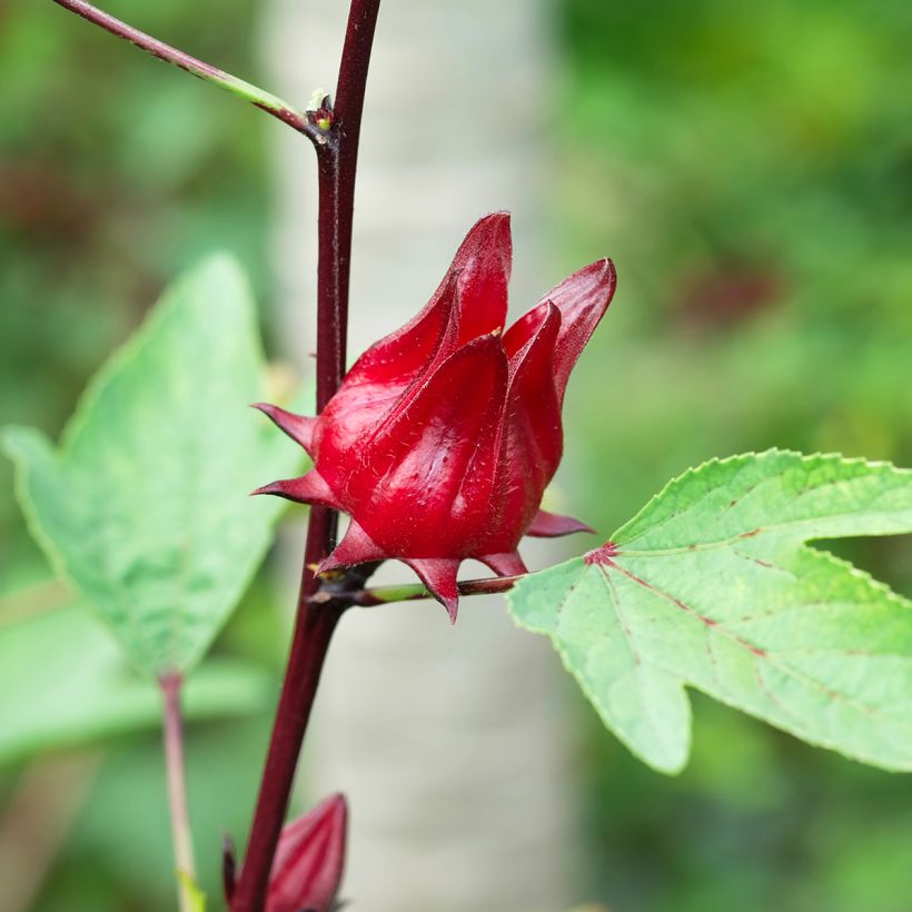 Hibiscus sabdariffa - Guinea Sorrel seeds (Harvest)