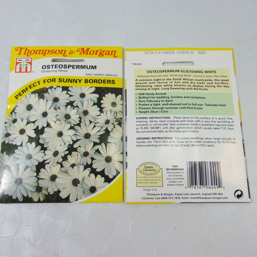 Example of Osteospermum Glistening White - Cape Daisy specimen as delivered