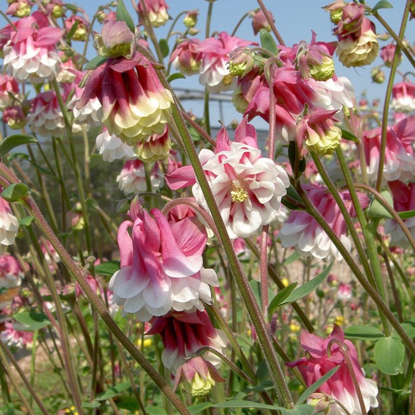 Aquilegia Pink Petticoat - Columbine seeds (Flowering)