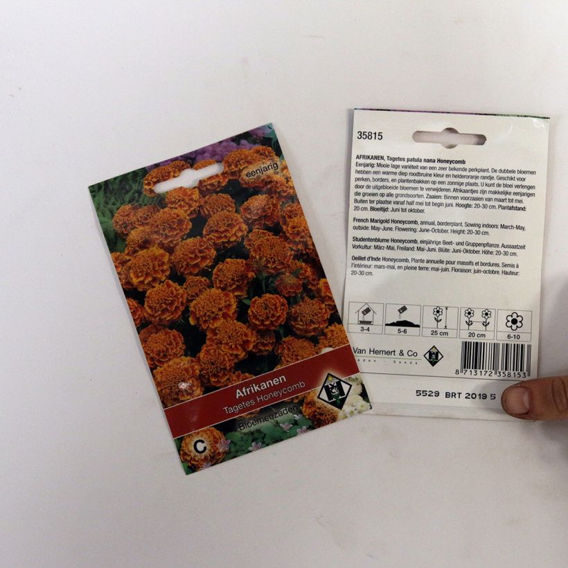 Example of French Marigold Honeycomb Seeds - Tagetes patula specimen as delivered