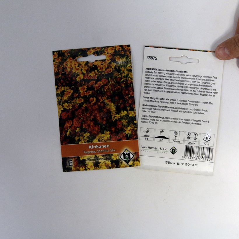 Example of Signet Marigold Starfire Seeds - Tagetes tenuifolia specimen as delivered