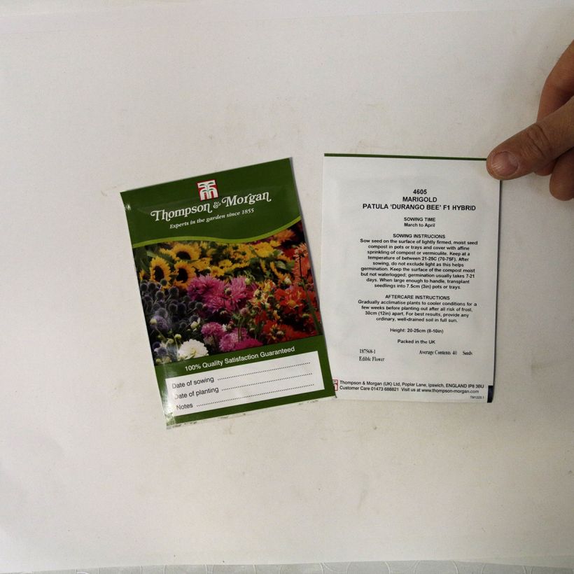 Example of Durango Bee Marigold Seeds - Tagetes patula specimen as delivered