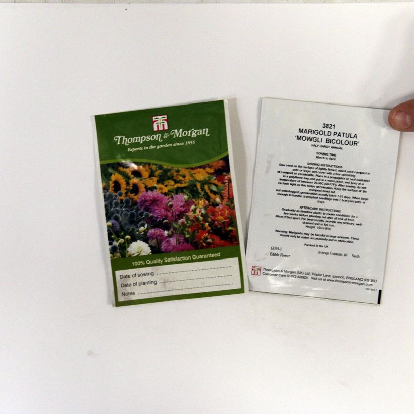 Example of French Marigold Mowgli Bicolour Seeds - Tagetes patula per pack of 60 seeds specimen as delivered