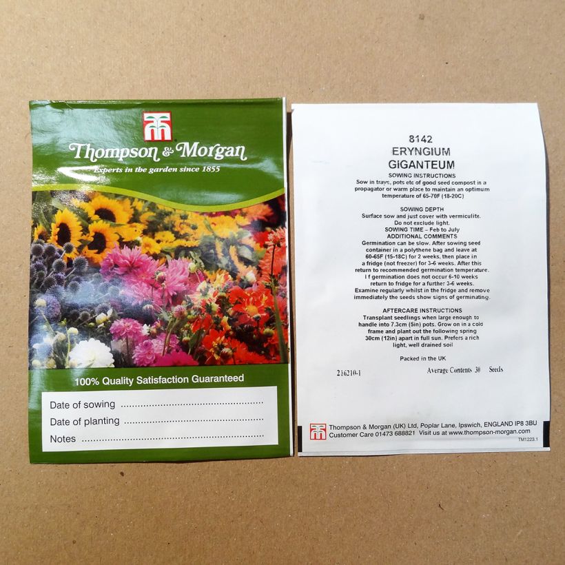 Example of Seeds of Eryngium giganteum Miss Willmotts Ghost - Giant Sea Holly per pack of 30 seeds specimen as delivered