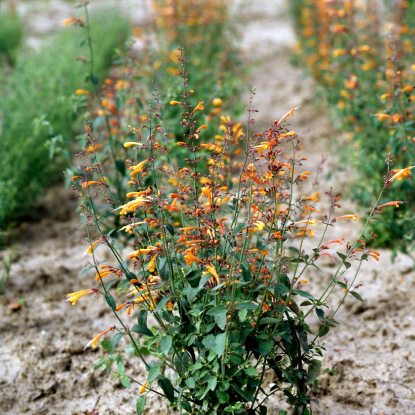 Agastache aurantiaca Apricot Sprite (Plant habit)