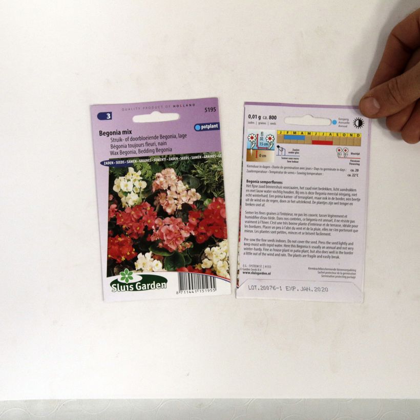 Example of Dwarf Begonia semperflorens seeds per pack of 700 seeds (0,01g) specimen as delivered