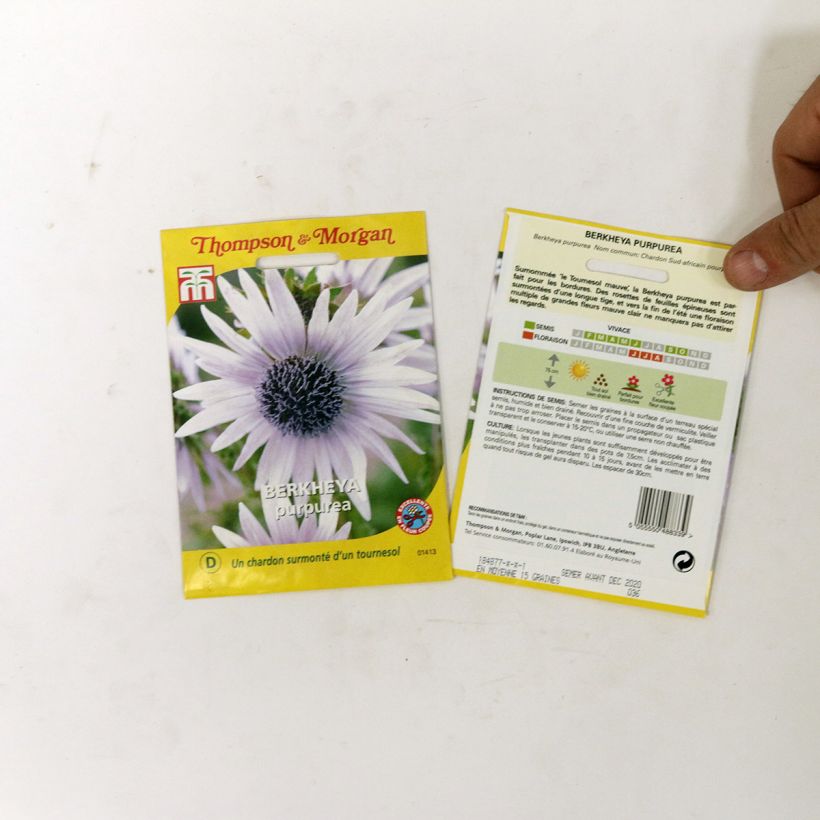 Example of Berkheya purpurea - South African purple thistle seeds per pack of 15 seeds specimen as delivered