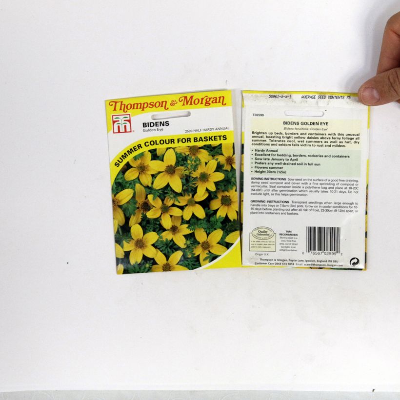 Example of Bidens ferulifolia Golden Eye seeds per pack of 150 seeds (0,5g) specimen as delivered