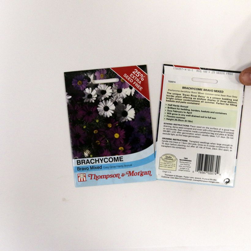 Example of Brachycome Bravo Seeds - Brachyscome iberidifolia Seeds per pack of 175 seeds specimen as delivered