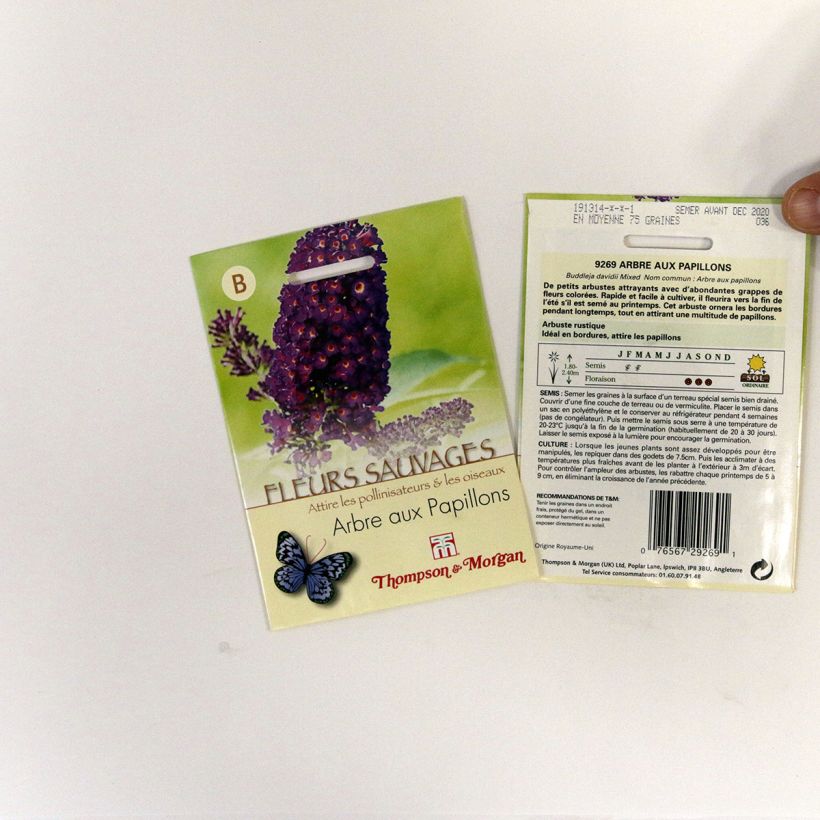Example of Buddleja davidii - Butterfly Bush Seeds per pack of 75 seeds specimen as delivered