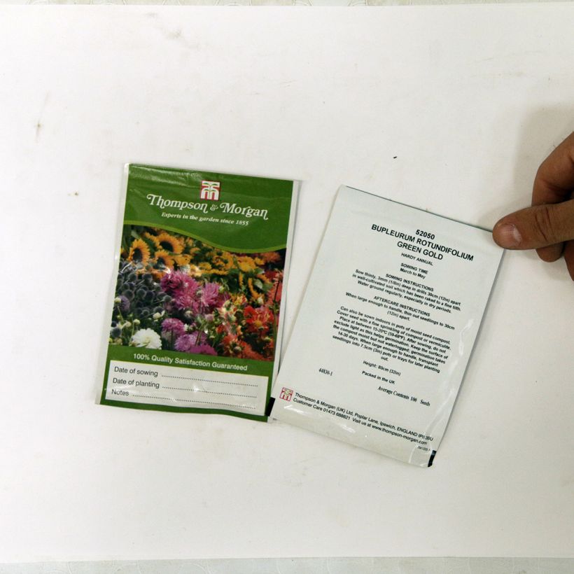 Example of Bupleurum rotundifolium Green Gold seeds specimen as delivered