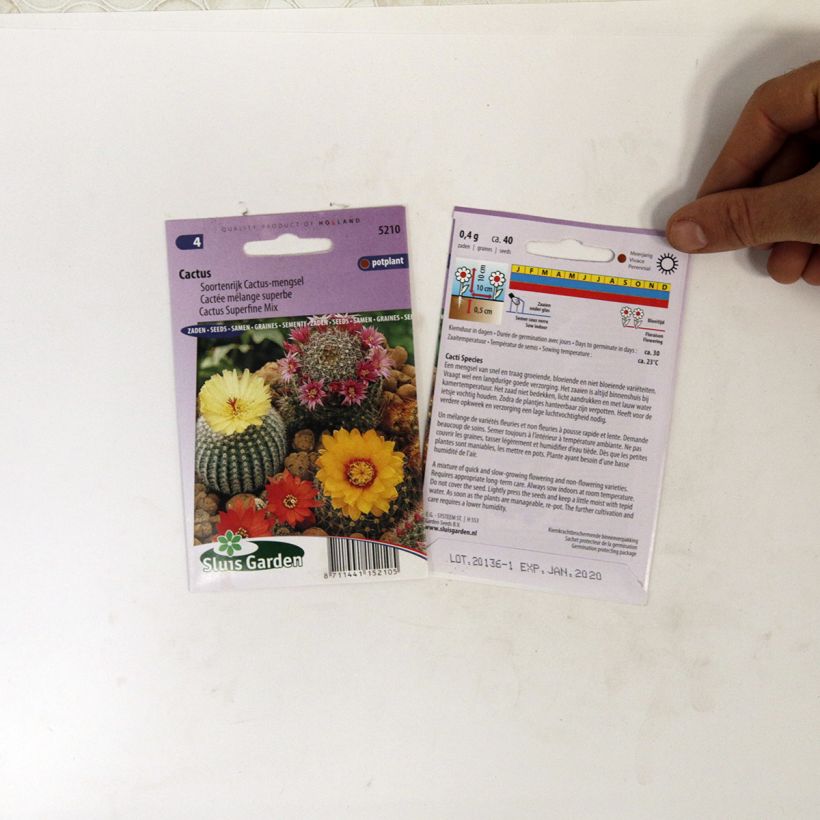 Example of Mixed Cacti Seeds per pack of 150 seeds (0,1g) specimen as delivered
