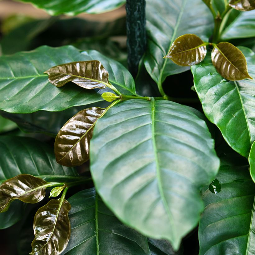 Coffea arabica seeds - Arabian coffee (Foliage)