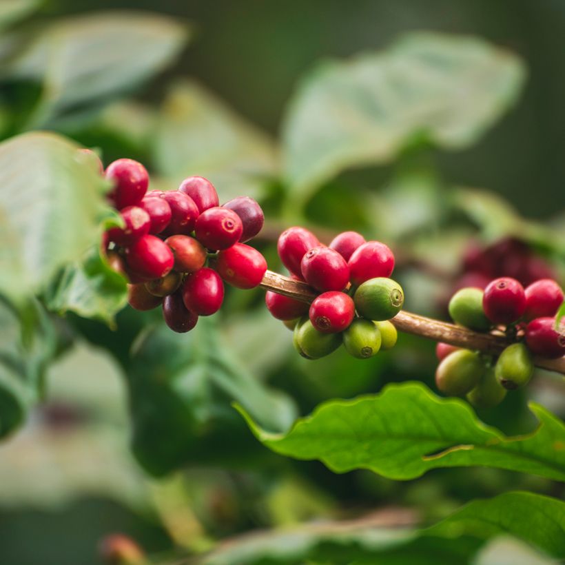 Coffea arabica seeds - Arabian coffee (Harvest)
