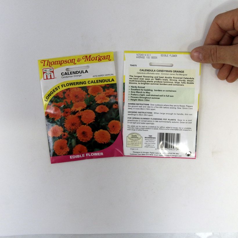 Example of Calendula officinalis Candyman Orange Seeds - Pot Marigold specimen as delivered